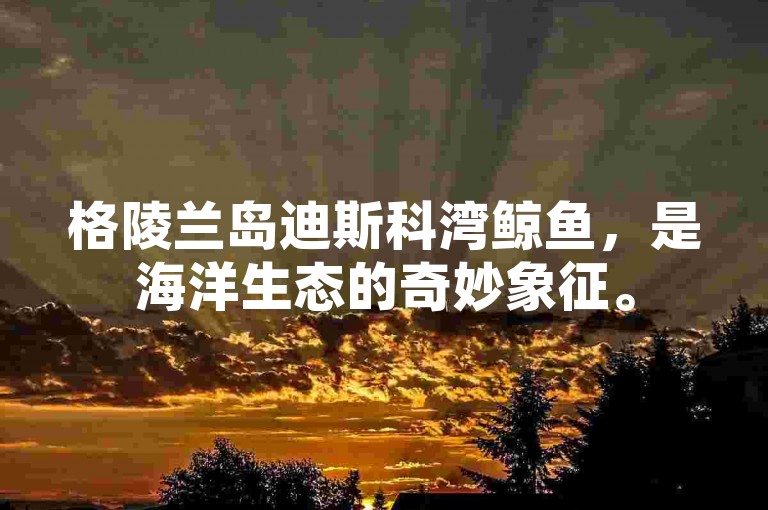 格陵兰岛迪斯科湾鲸鱼，是海洋生态的奇妙象征。