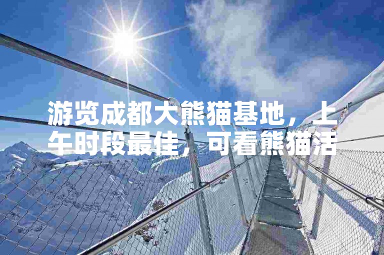 游览成都大熊猫基地，上午时段最佳，可看熊猫活跃身姿。