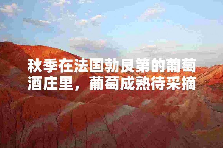 秋季在法国勃艮第的葡萄酒庄里，葡萄成熟待采摘。