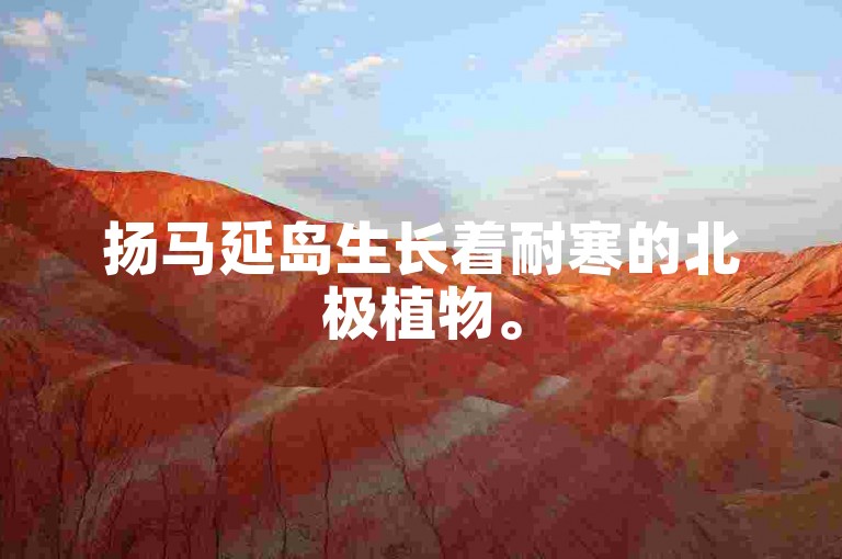 扬马延岛生长着耐寒的北极植物。