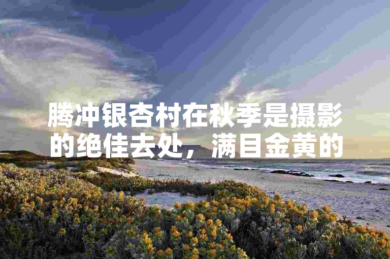 腾冲银杏村在秋季是摄影的绝佳去处，满目金黄的银杏叶与古朴村落相互映衬，构成了如诗如画的美景。