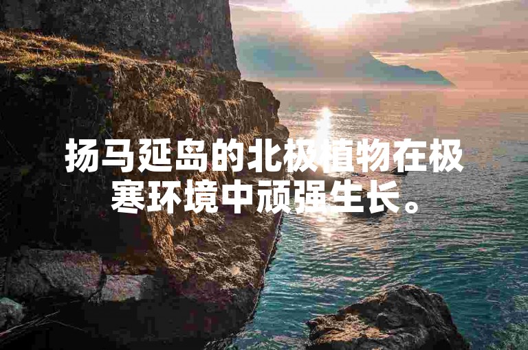 扬马延岛的北极植物在极寒环境中顽强生长。