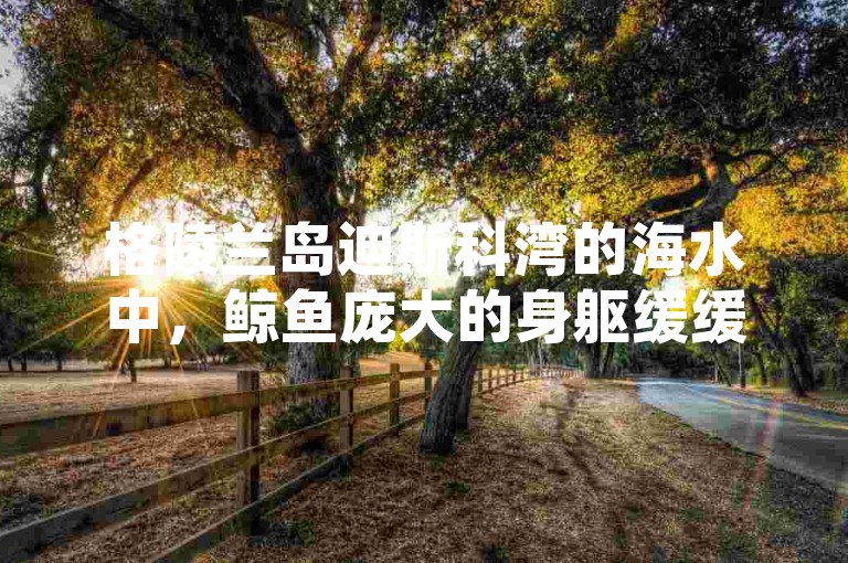 格陵兰岛迪斯科湾的海水中，鲸鱼庞大的身躯缓缓游动，仿佛这片冰冷海域的神秘主宰。